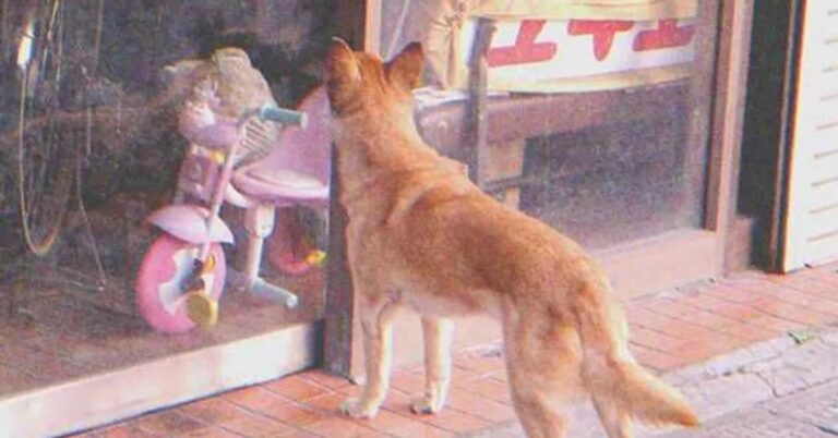 Dog Goes to Closed Store Daily then Leaves, One Evening Poor Boy Notices and Follows It — Story of the Day