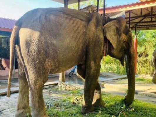 Elephant finally rescued after over 80 years in shackles – finally lays down and rest