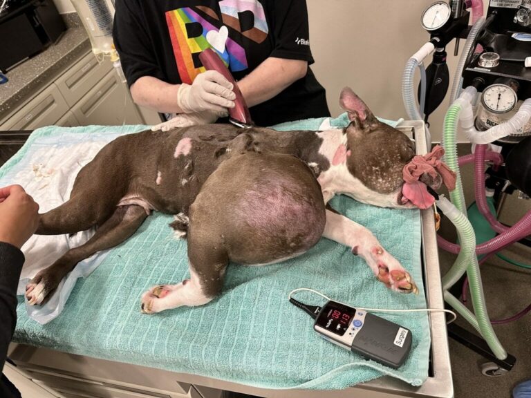 Pit bull with volleyball-sized tumor on her leg gets both good and bad news