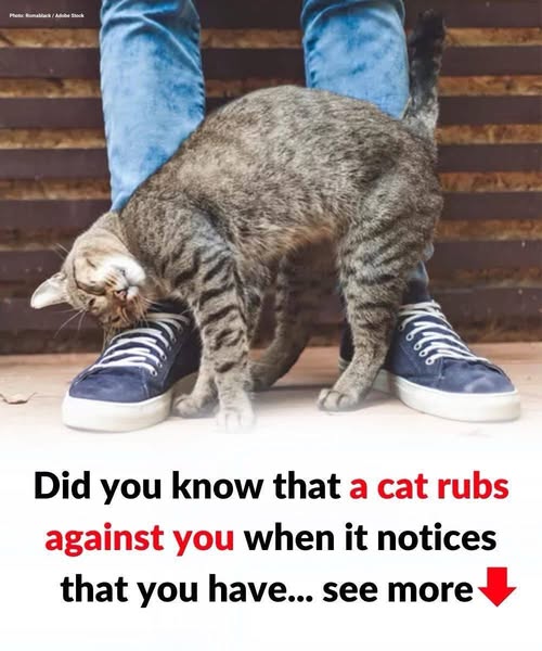 Understanding a Cat’s Behavior: Why Does It Rub and Scratch Against You?